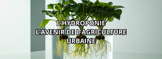 Système hydroponique : l’avenir de l’agriculture urbaine