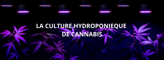 Culture Hydroponique de Cannabis : Boostez Vos Récoltes
