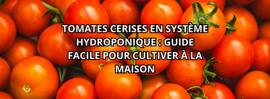 Tomates cerises en système hydroponique : guide facile pour cultiver à la maison