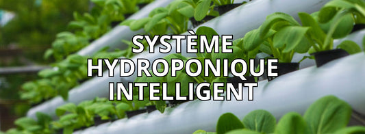 Qu’est-ce que l’hydroponie ?