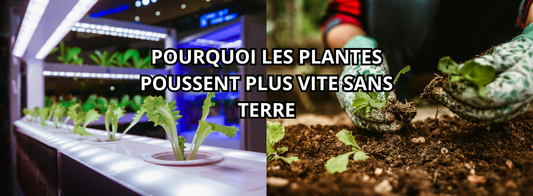 SYSTÈME HYDROPONIQUE : POURQUOI LES PLANTES POUSSENT PLUS VITE SANS TERRE