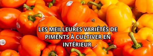 Système hydroponique : les meilleures variétés de piments à cultiver en intérieur 🌶️