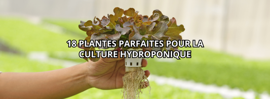 18 plantes parfaites pour la culture hydroponique