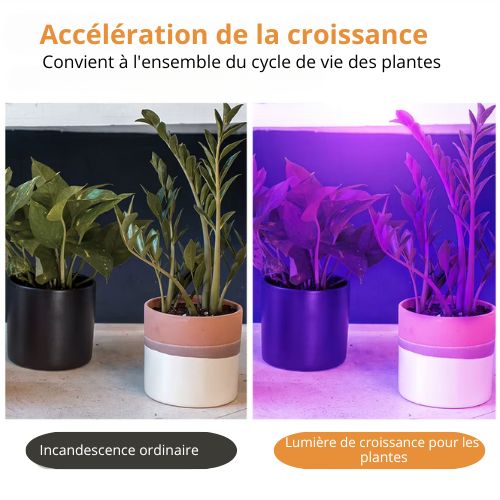 Phytolamp Lampe de croissance LED à spectre complet E27 E14 Lampe pour plantes Fitolamp pour semis d'intérieur Boîte de culture de fleurs Fitolampy