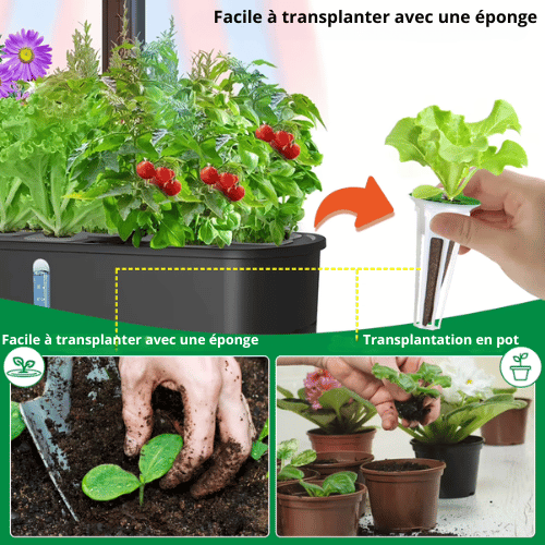 Kit d'engrais AB solide - Culture hydroponique d'intérieur - Solution nutritive pour plantes - Favorise une croissance saine - Sans pesticides ni herbicides - Facile à utiliser