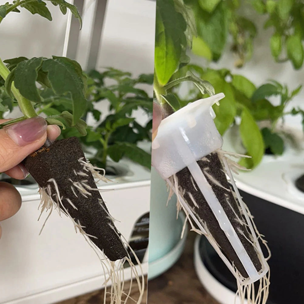 Lot de 50 éponges de croissance hydroponique – Germination optimale en intérieur