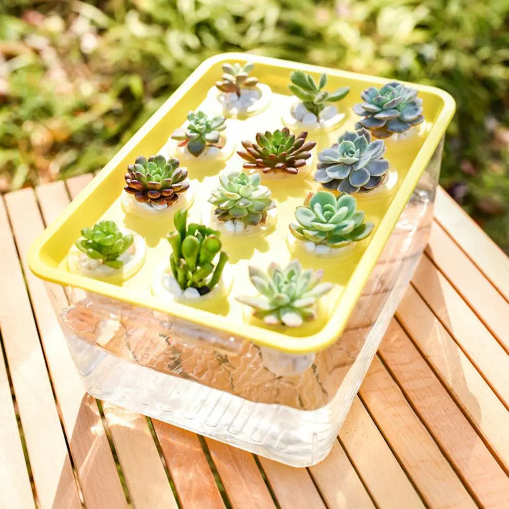 Jardinière Hydroponique Rectangulaire Transparente – 12 Trous avec Couvercle et Poignée, Facile à Nettoyer