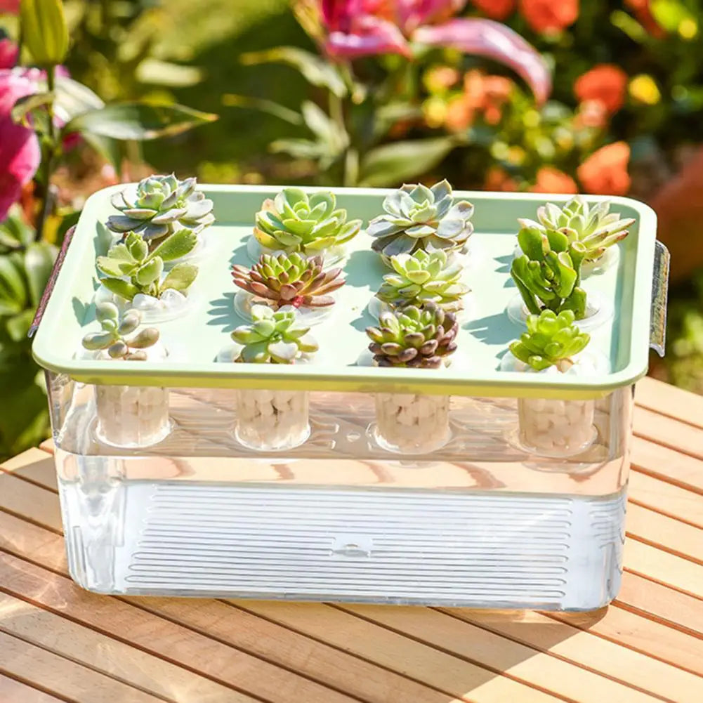 Jardinière Hydroponique Rectangulaire Transparente – 12 Trous avec Couvercle et Poignée, Facile à Nettoyer