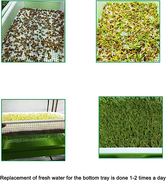 Plateau de Germination – L’outil idéal pour vos semis hydroponiques (Copie)