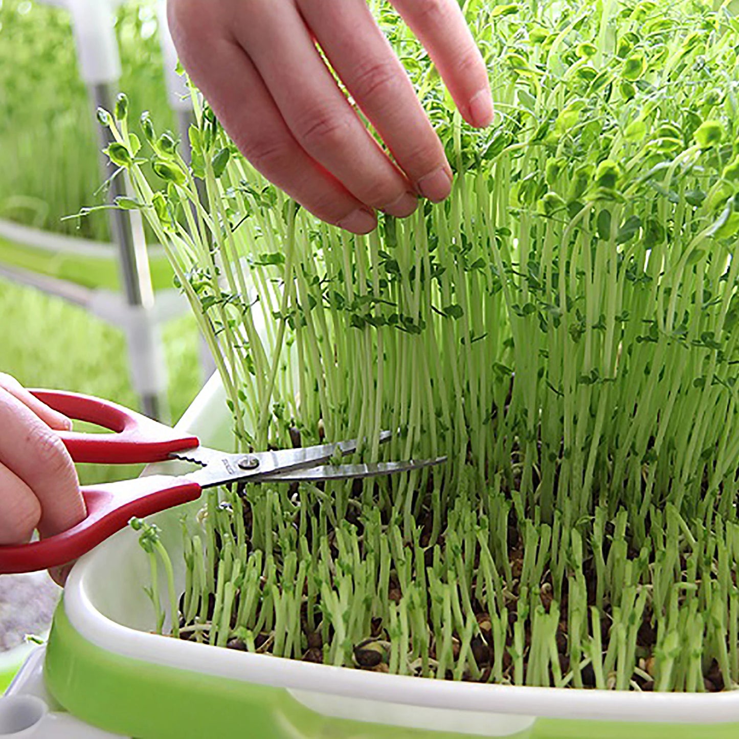 Plateau de Germination – L’outil idéal pour vos semis hydroponiques (Copie)