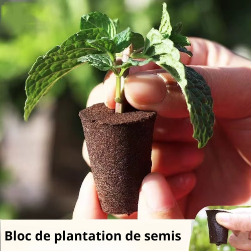 Éponge de croissance hydroponique – Germination rapide et efficace