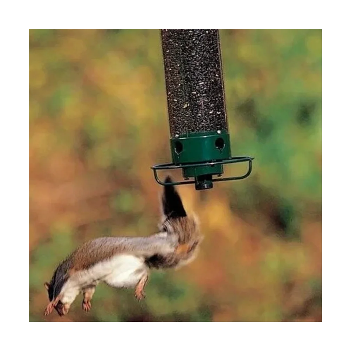 Mangeoire Anti-Écureuil  pour Oiseaux